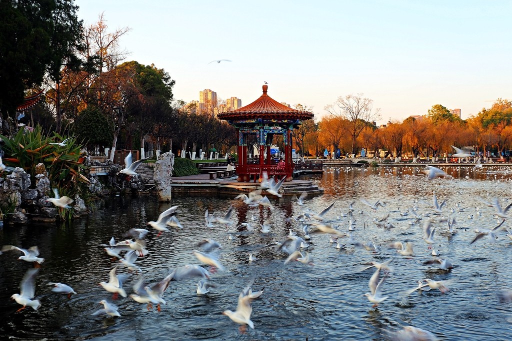 过冬海鸥来到昆明大观楼公园