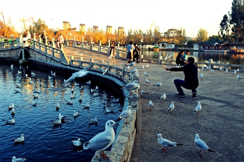 过冬海鸥来到昆明大观楼公园