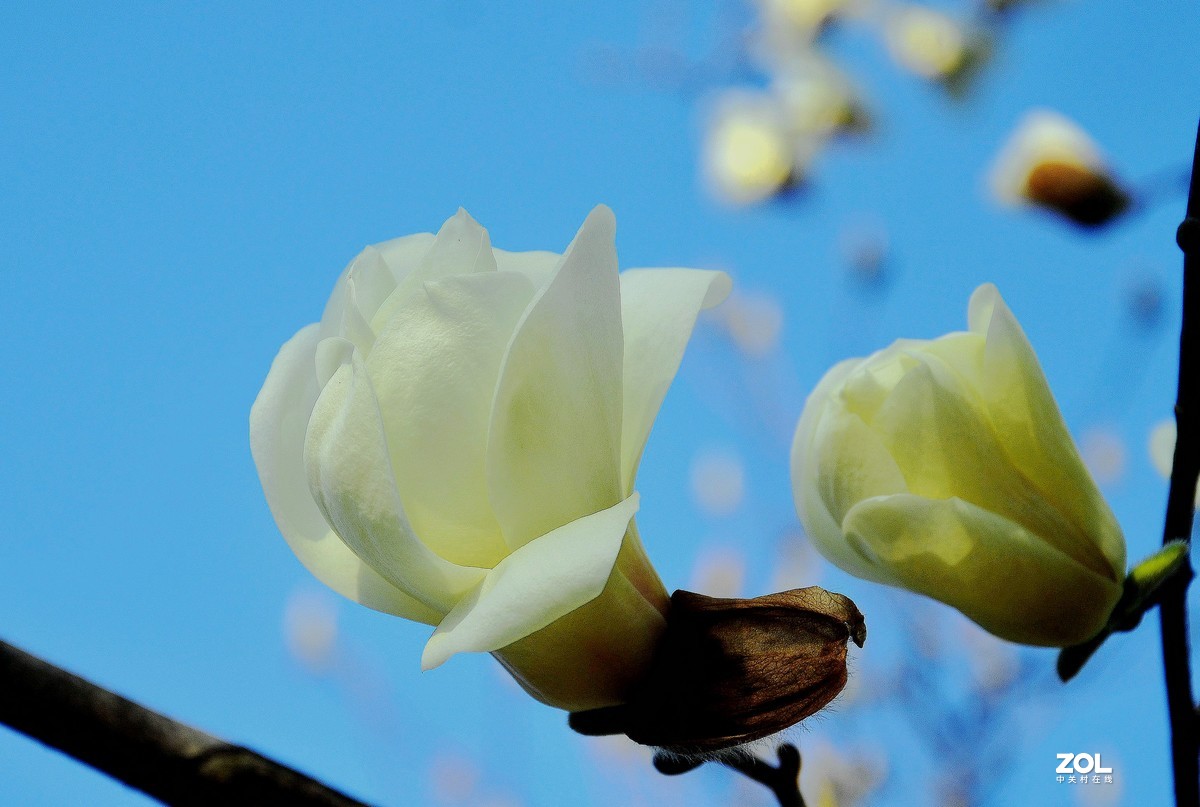 合肥市花 / 玉兰花
