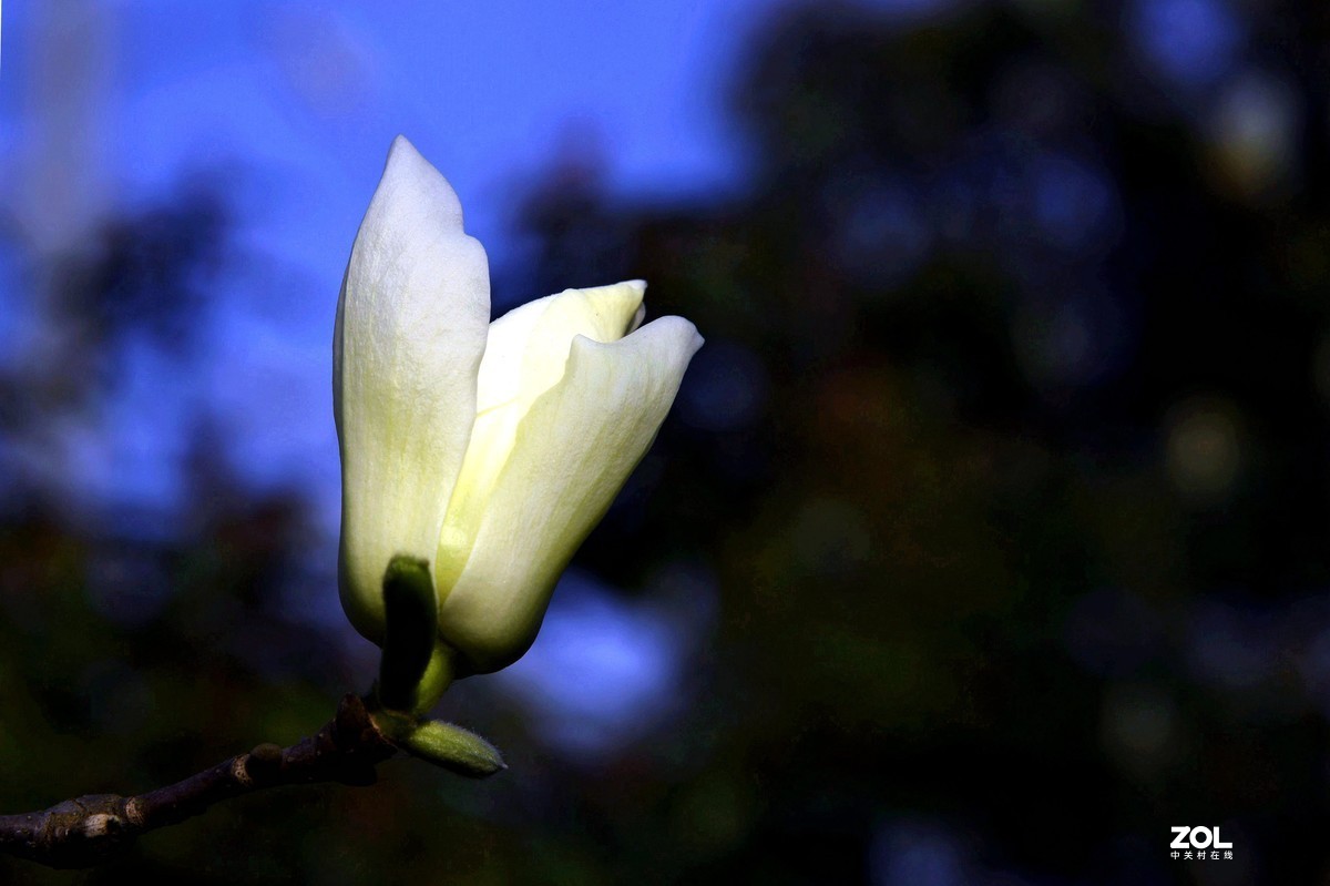 合肥市花 / 玉兰花