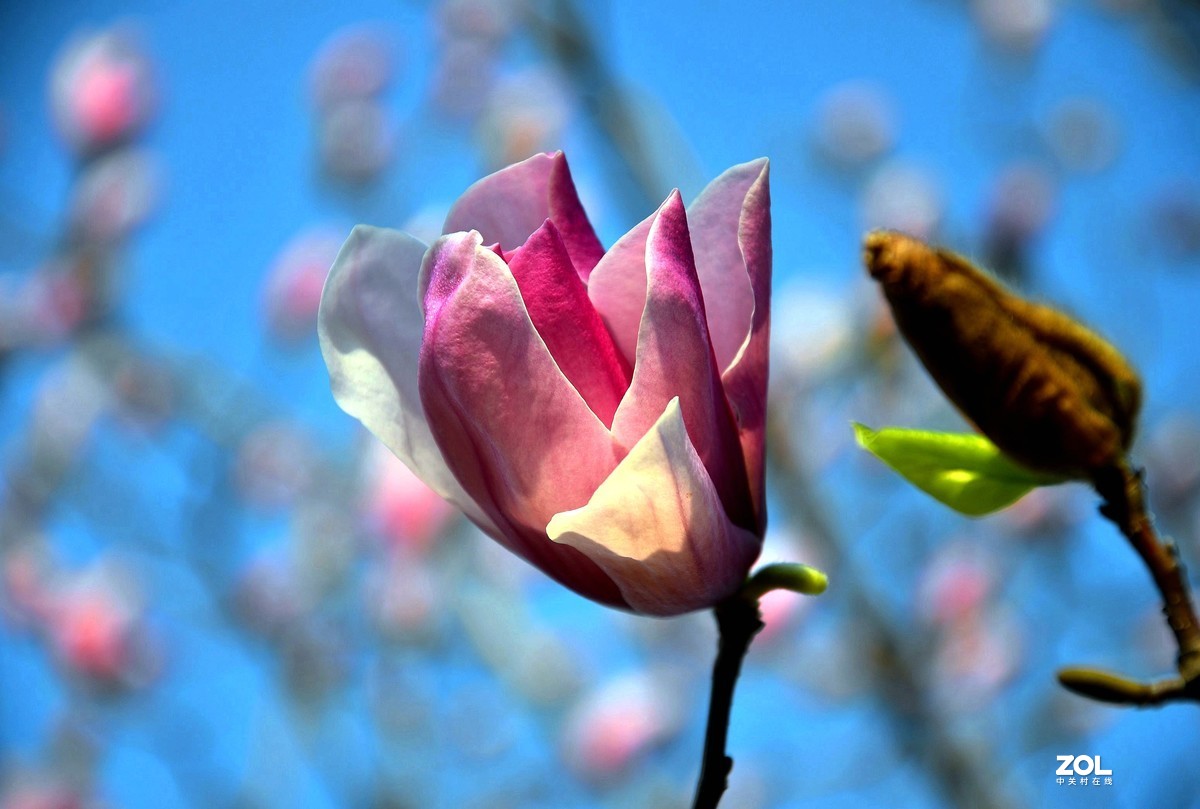 合肥市花 / 玉兰花