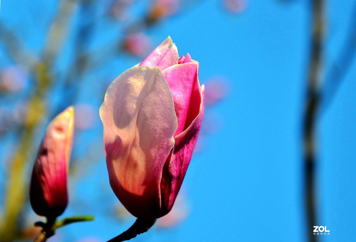 合肥市花 / 玉兰花