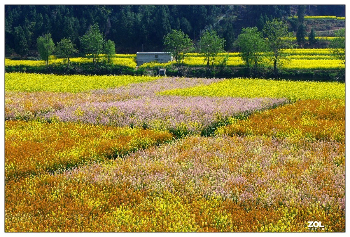 四川羅江的七彩油菜花