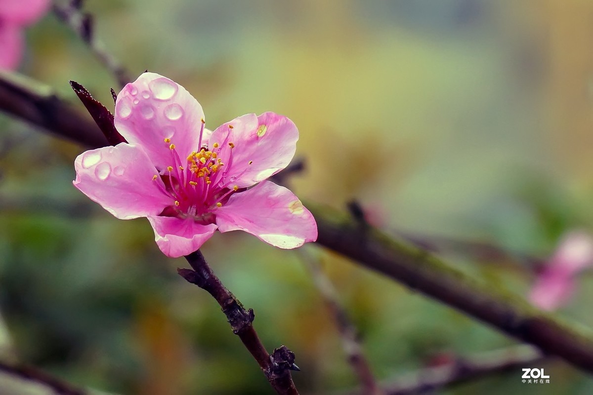 2021_拍花的季节15