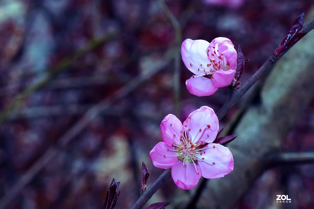 2021_拍花的季节15