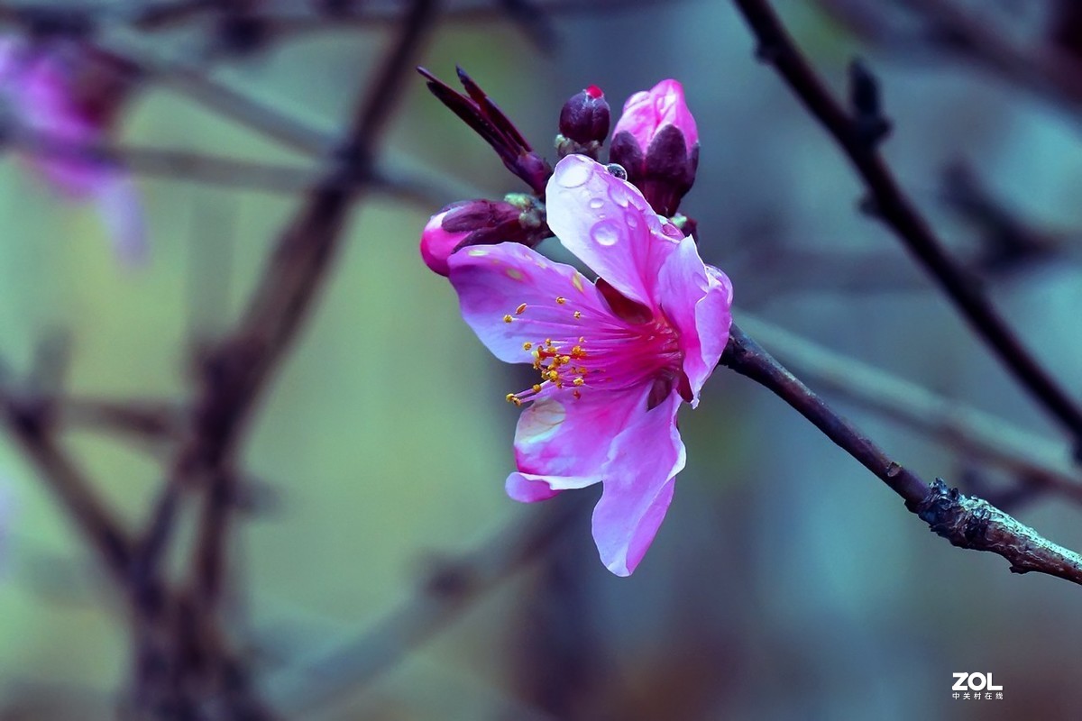 2021_拍花的季节15