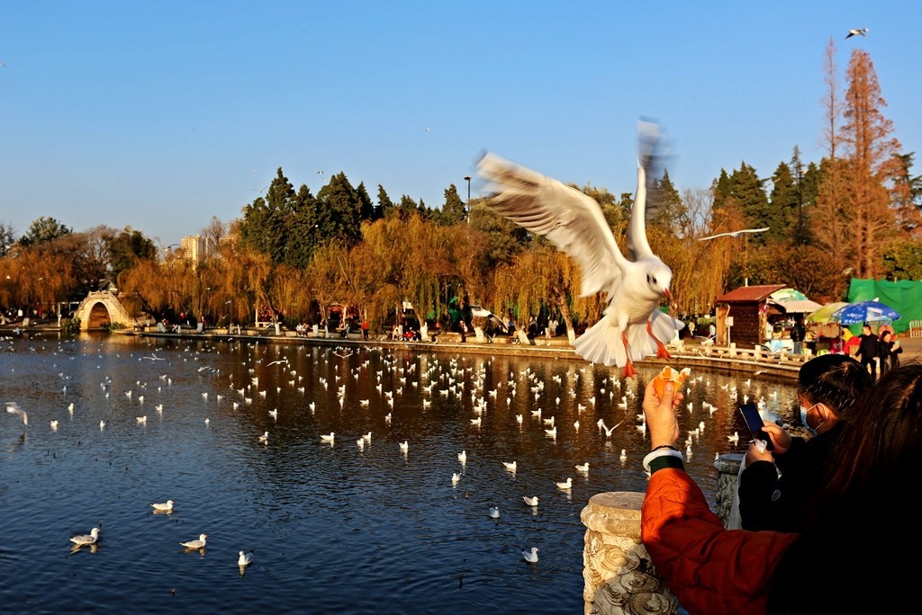 过冬海鸥来到昆明大观楼公园
