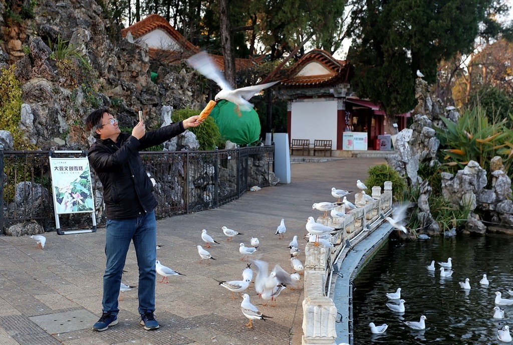 过冬海鸥来到昆明大观楼公园