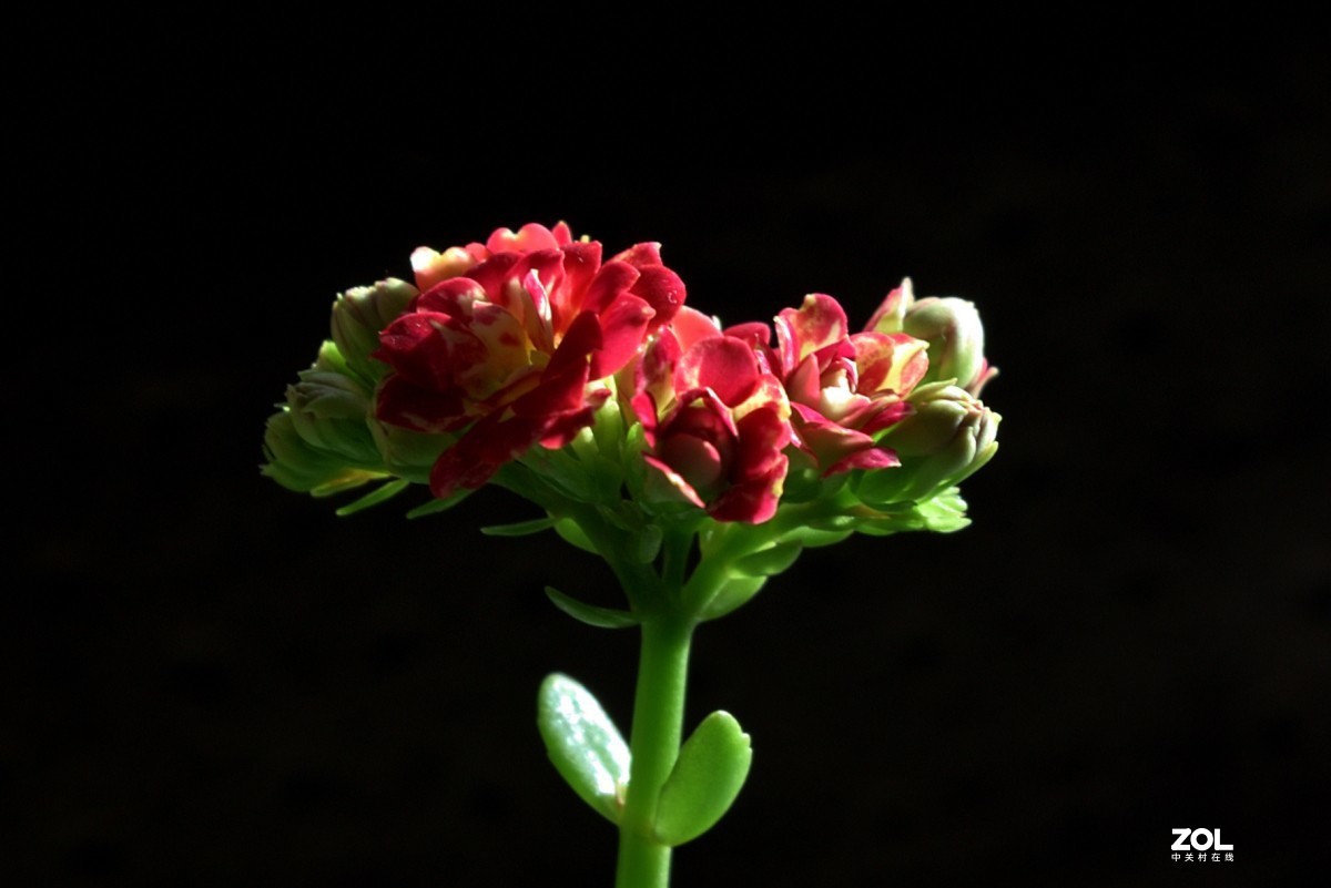 隆冬珈蓝皆翠色，枝纤花红伴浅黄。