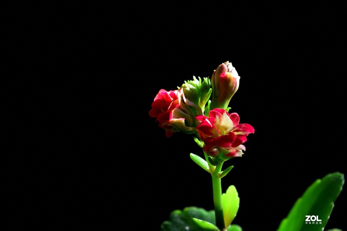 隆冬珈蓝皆翠色，枝纤花红伴浅黄。