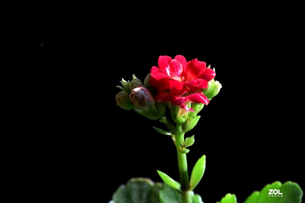 隆冬珈蓝皆翠色，枝纤花红伴浅黄。