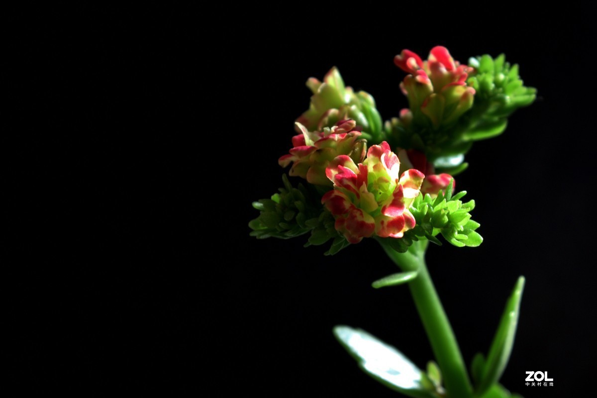 隆冬珈蓝皆翠色，枝纤花红伴浅黄。