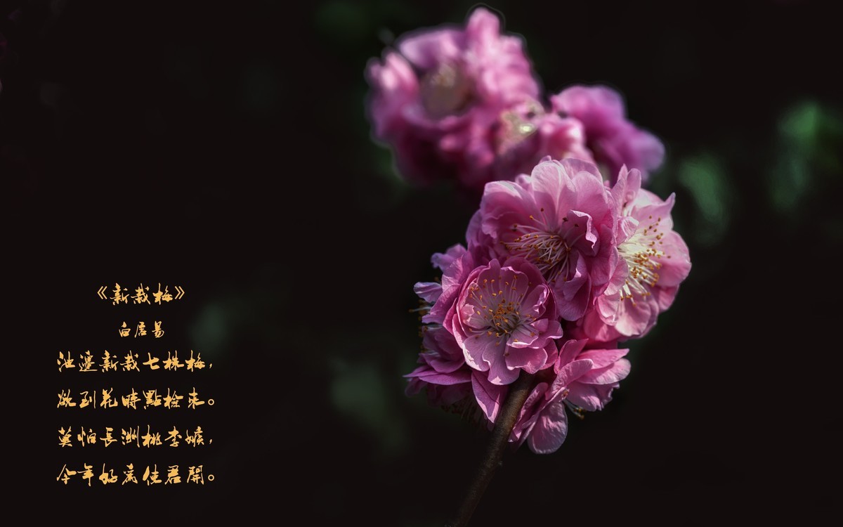《新栽梅》 唐朝  白居易