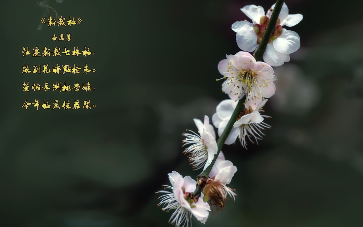 《新栽梅》 唐朝  白居易