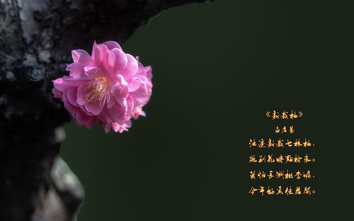 《新栽梅》 唐朝  白居易
