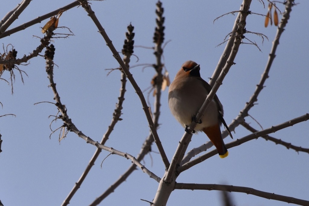 鲤鱼山公园遇见太平鸟。
