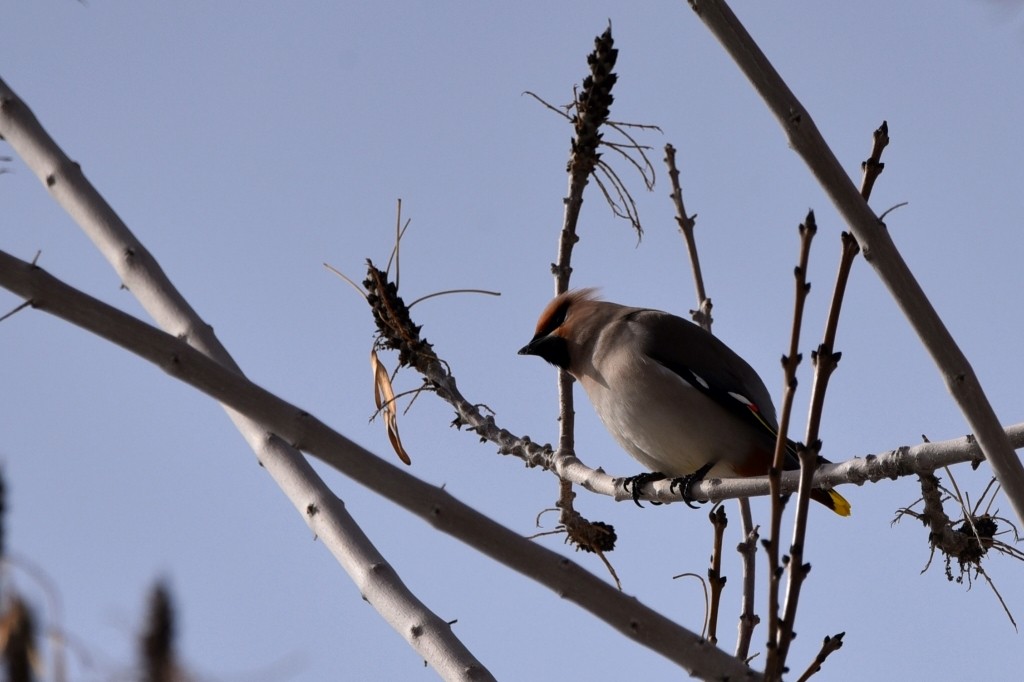 鲤鱼山公园遇见太平鸟。