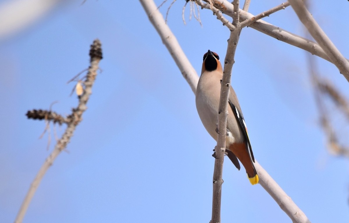 鲤鱼山公园遇见太平鸟。