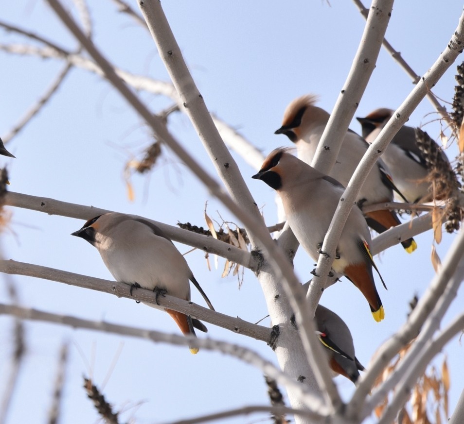 鲤鱼山公园遇见太平鸟。