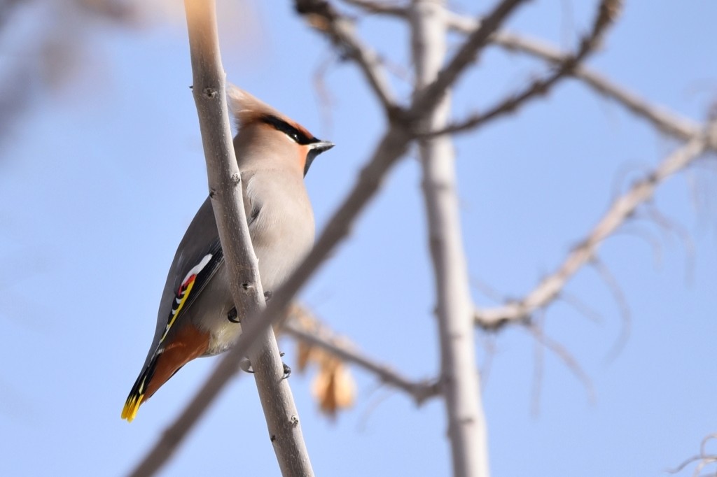鲤鱼山公园遇见太平鸟。
