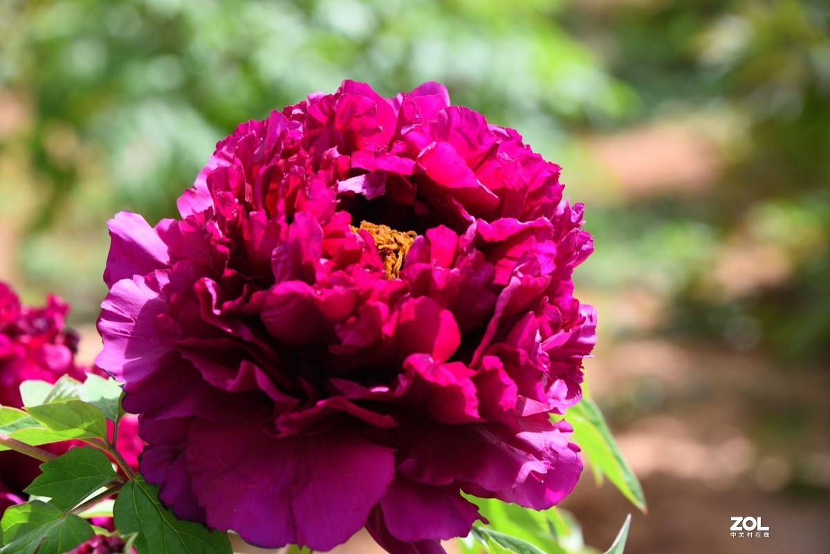 2021牡丹花(24)