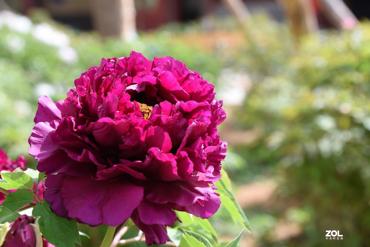 2021牡丹花(24)