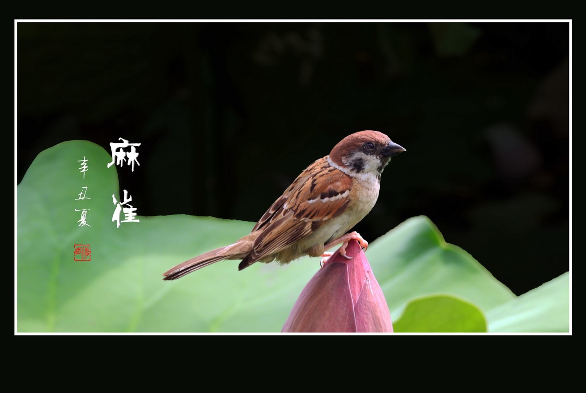 荷塘里的小精灵-麻雀-中关村在线摄影论坛