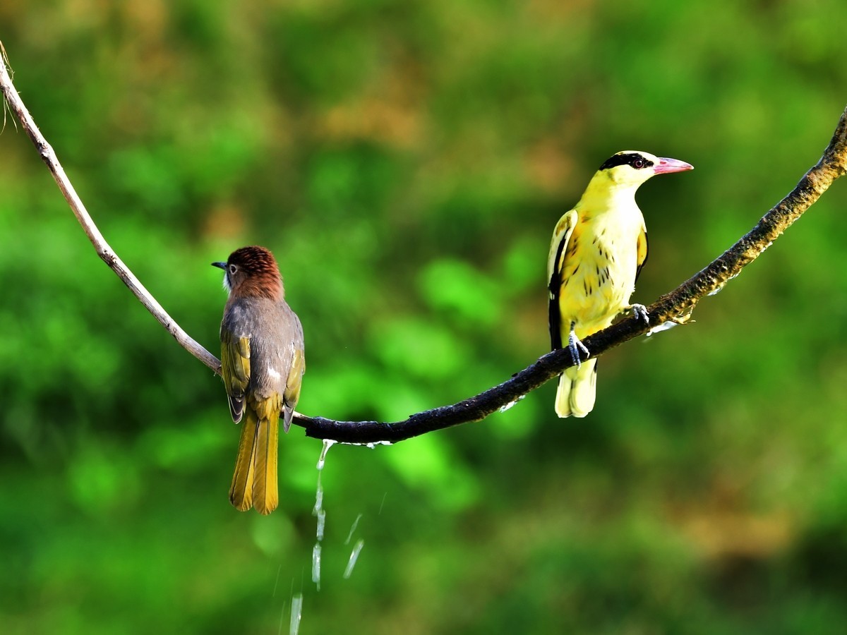 【视觉光影】潍坊拍鸟（8）