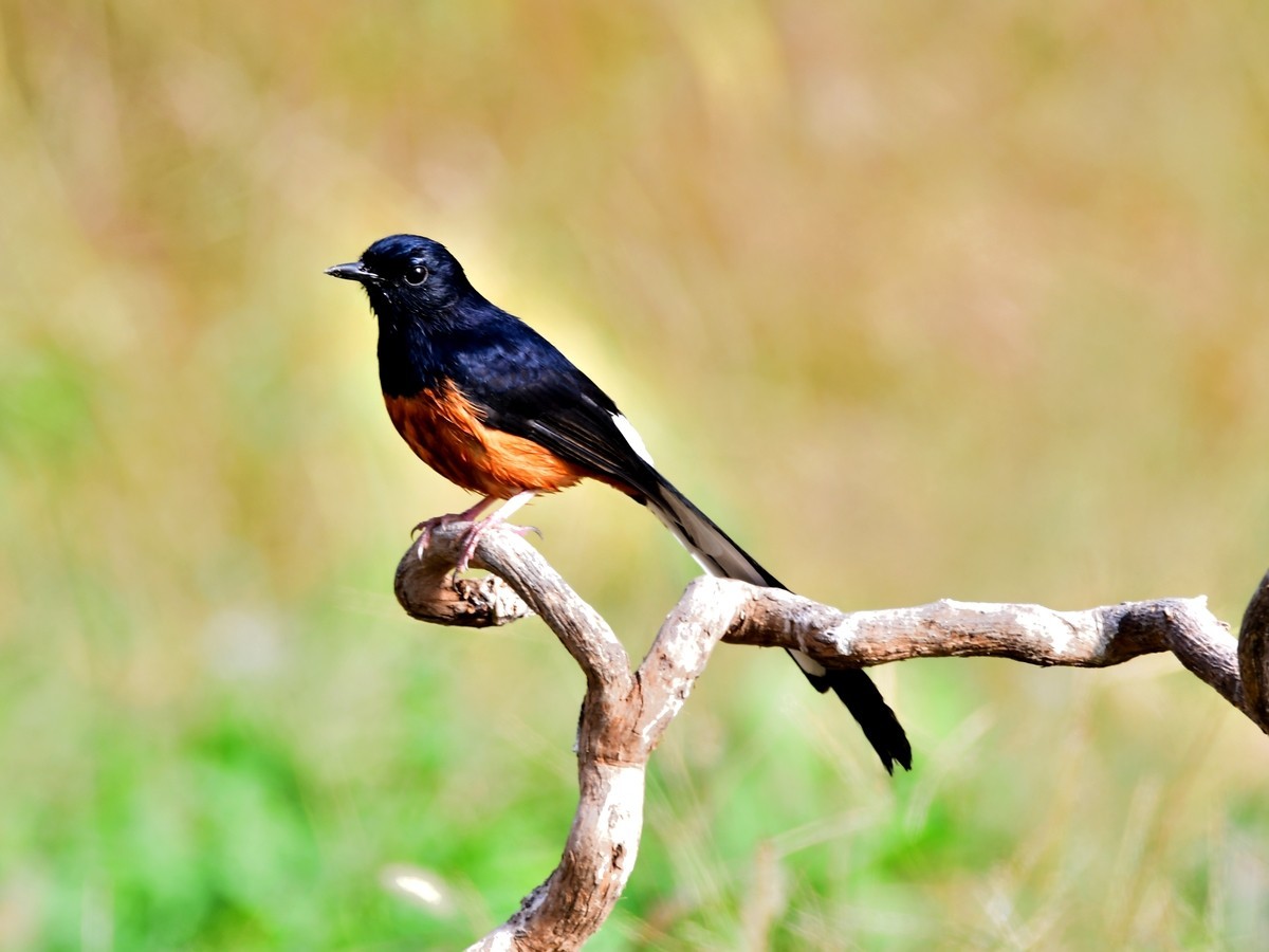 【视觉光影】潍坊拍鸟（8）