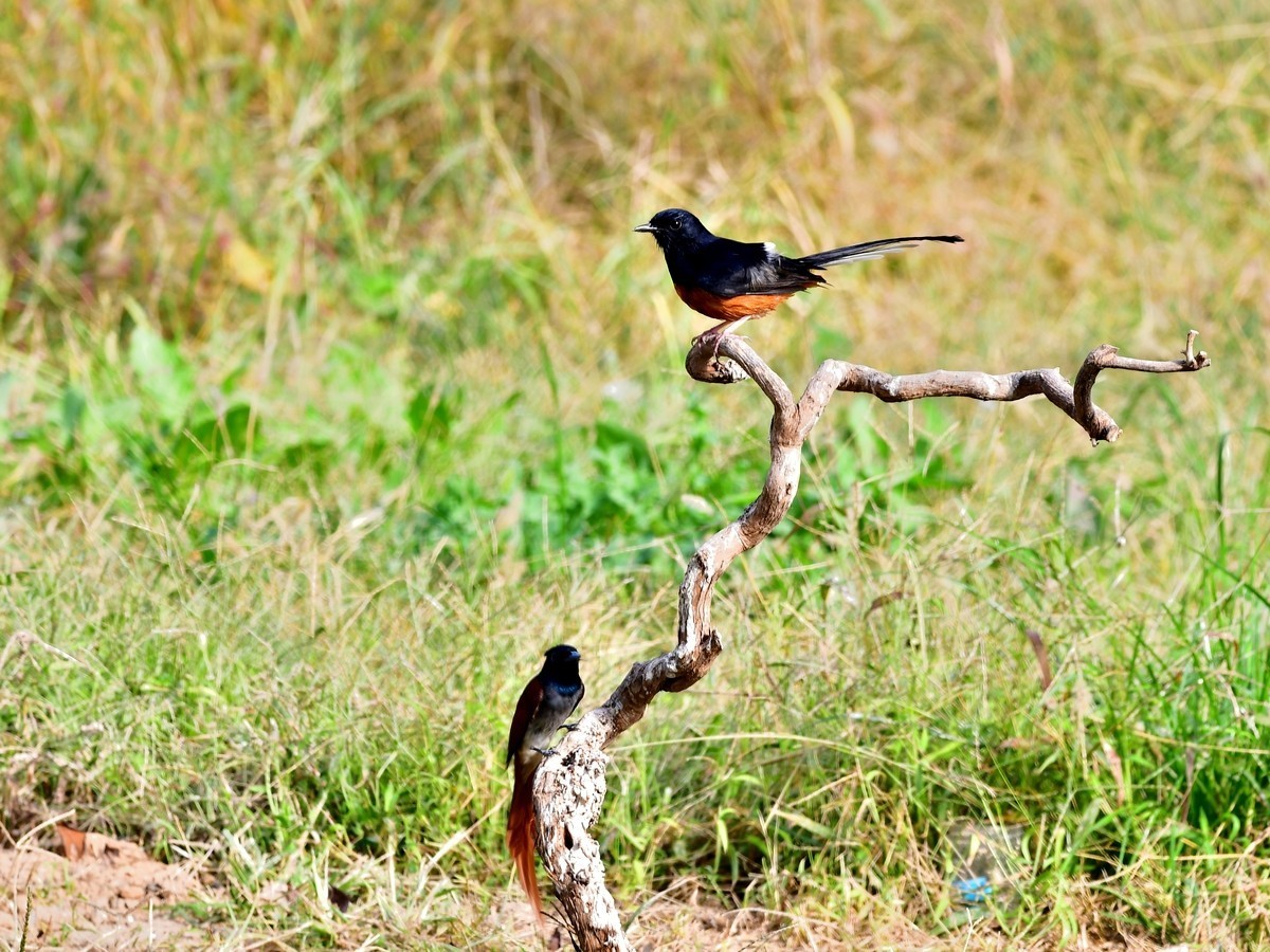 【视觉光影】潍坊拍鸟（8）