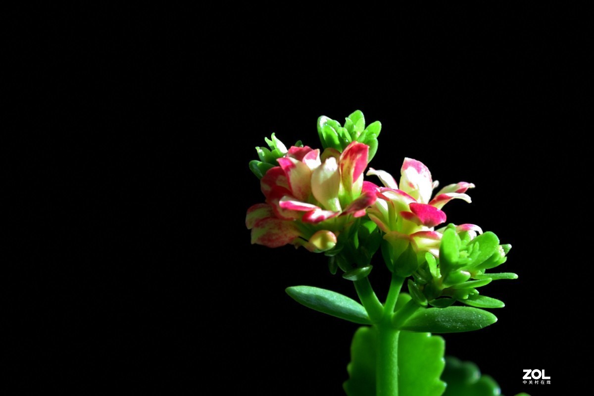 隆冬珈蓝皆翠色，枝纤花红伴浅黄。