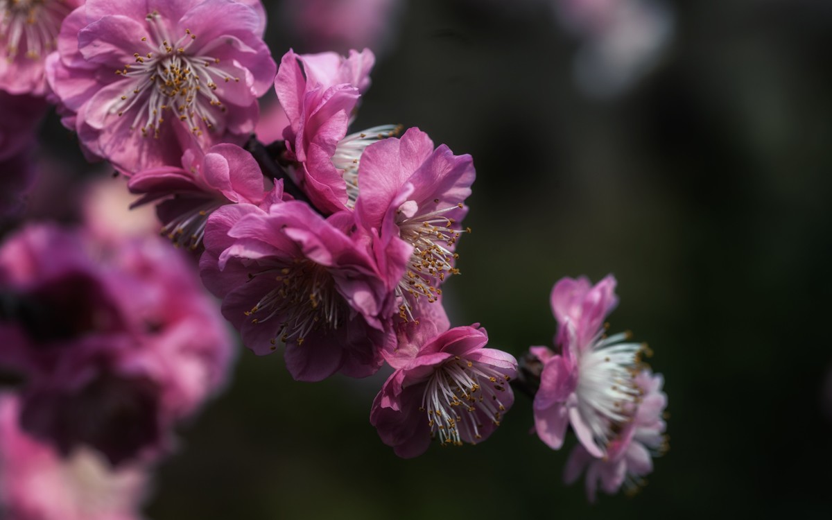 《新栽梅》 唐朝  白居易