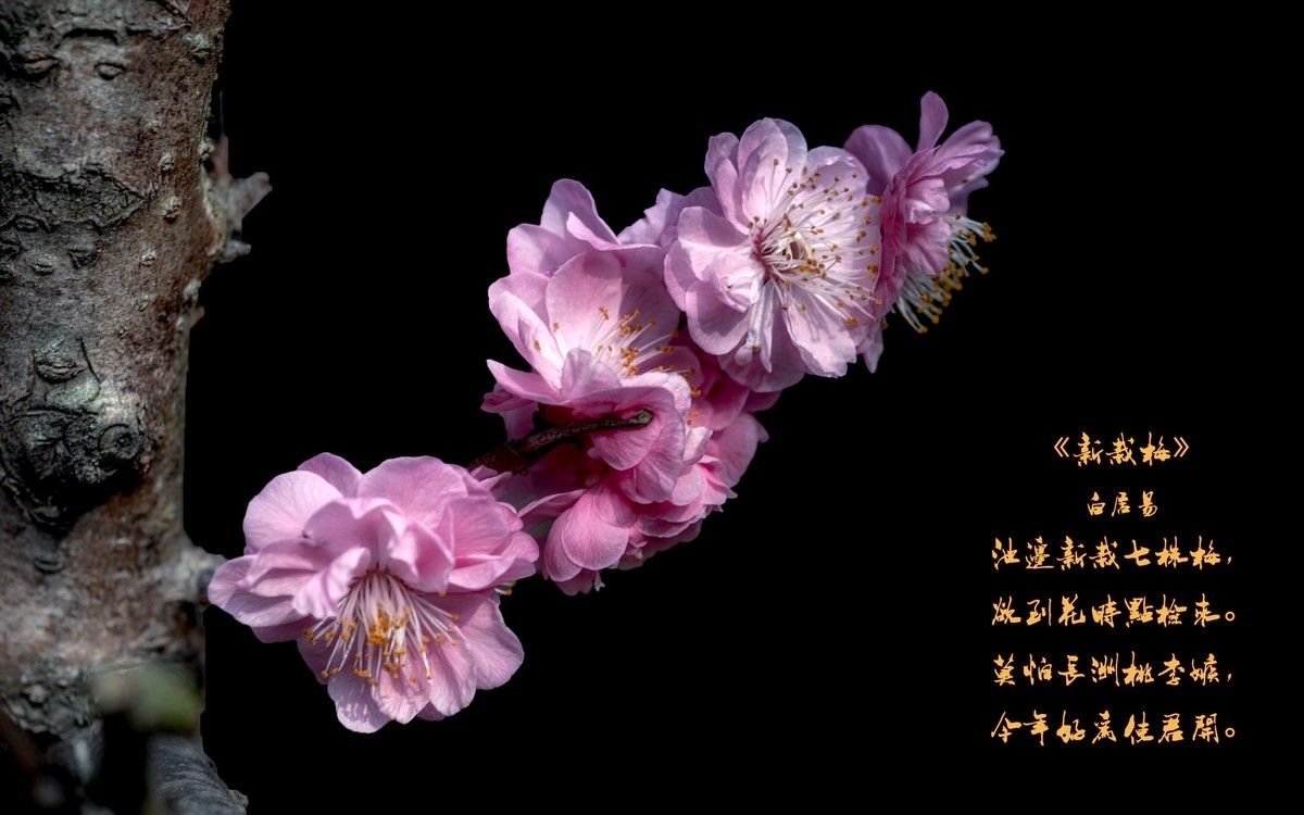 《新栽梅》 唐朝  白居易