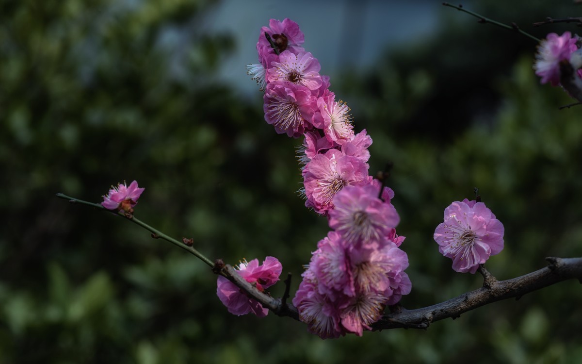 《新栽梅》 唐朝  白居易