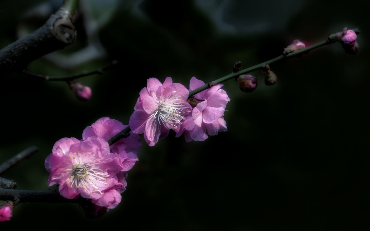 《新栽梅》 唐朝  白居易