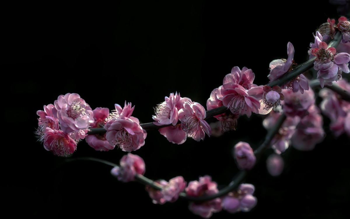 《新栽梅》 唐朝  白居易