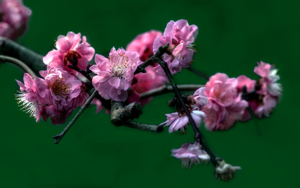 《新栽梅》 唐朝  白居易