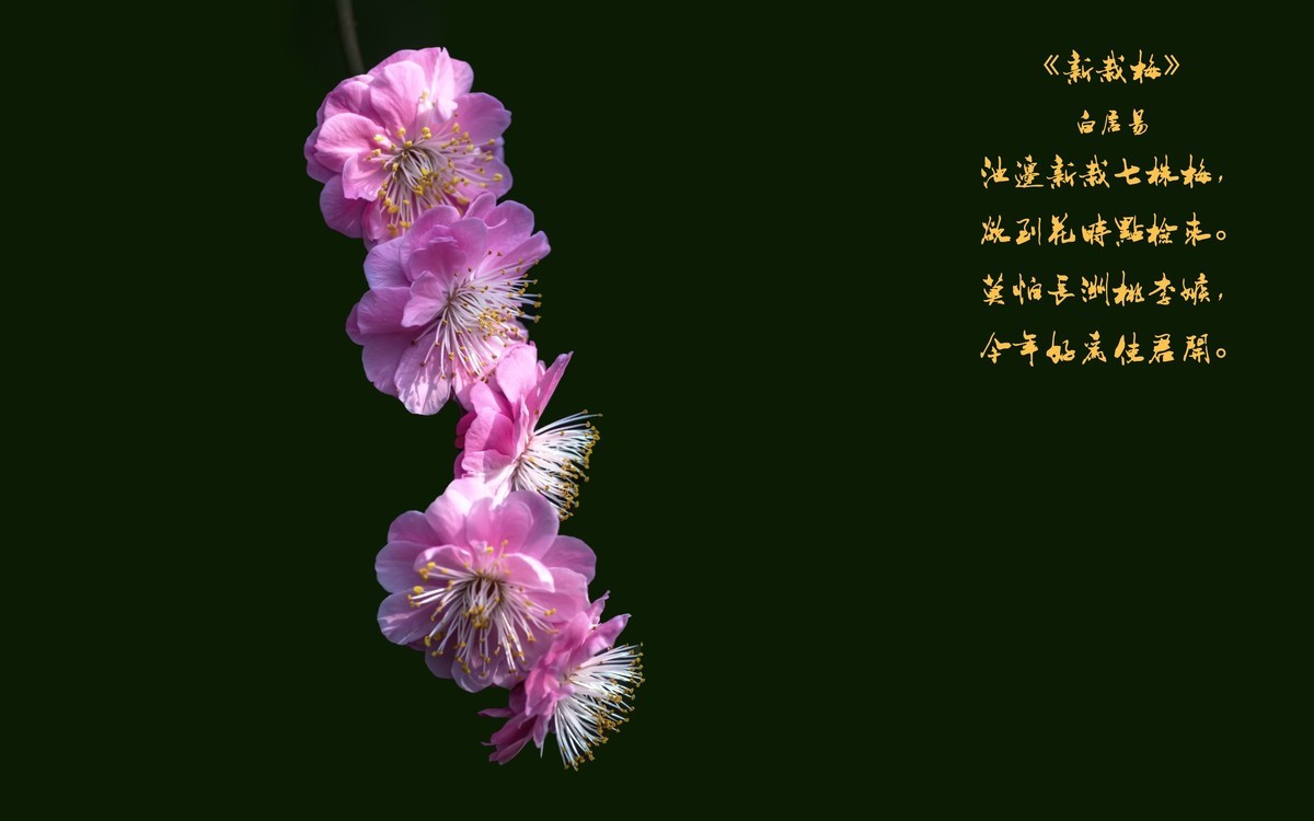 《新栽梅》 唐朝  白居易