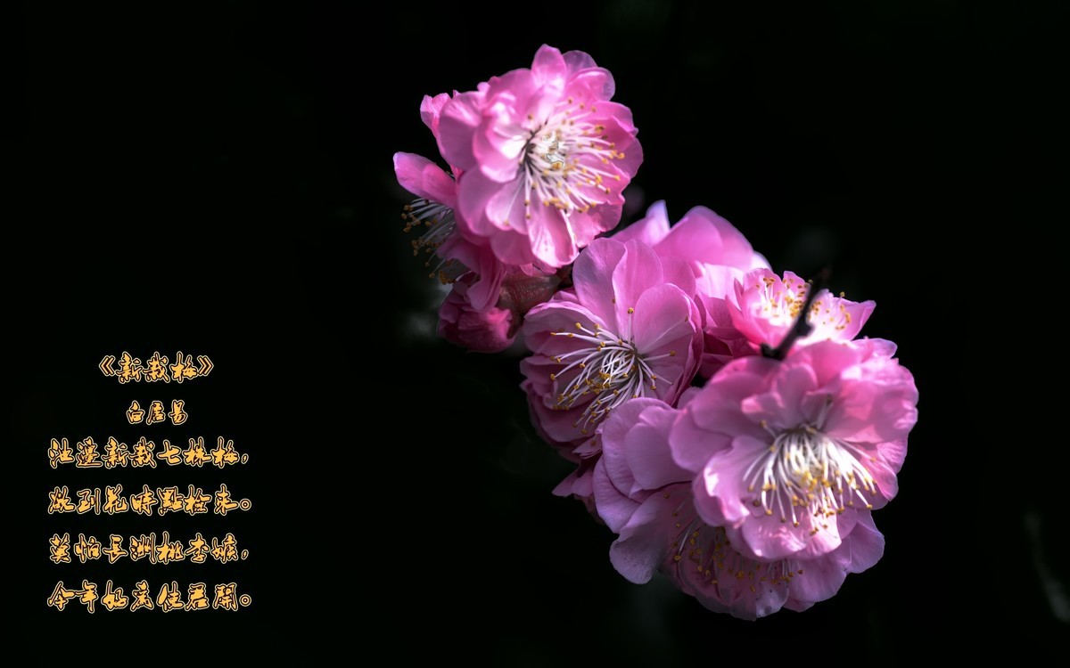 《新栽梅》 唐朝  白居易