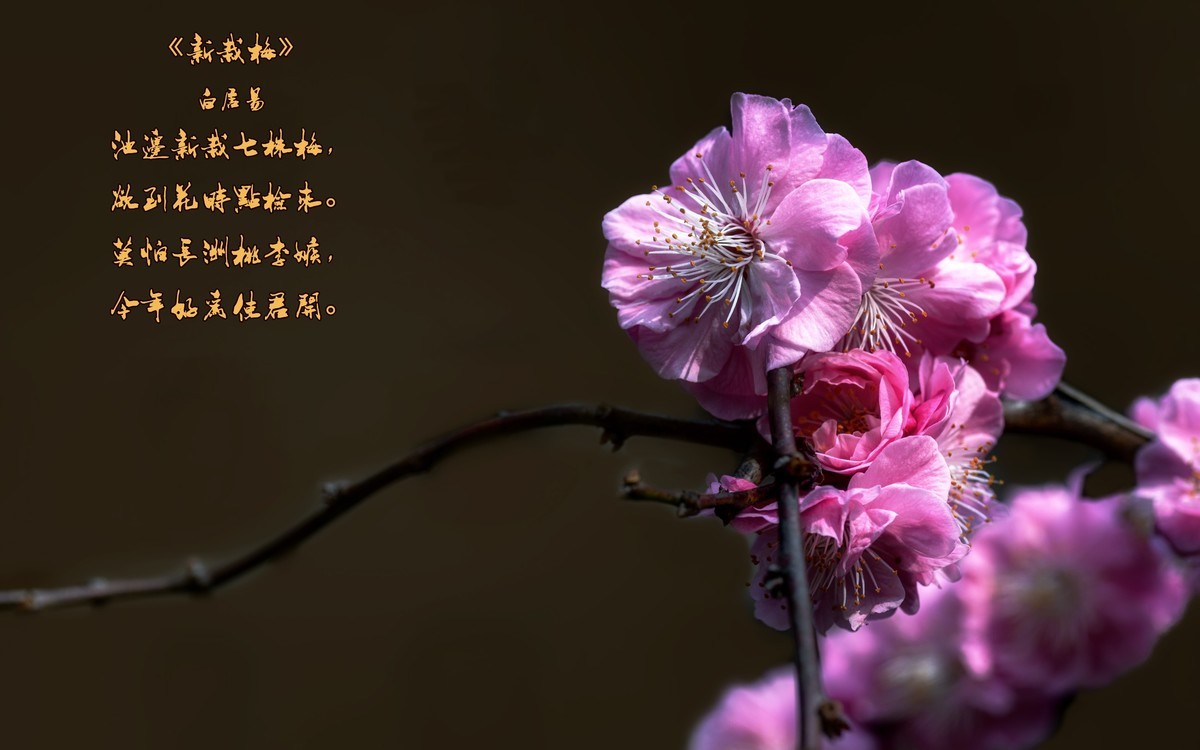 《新栽梅》 唐朝  白居易