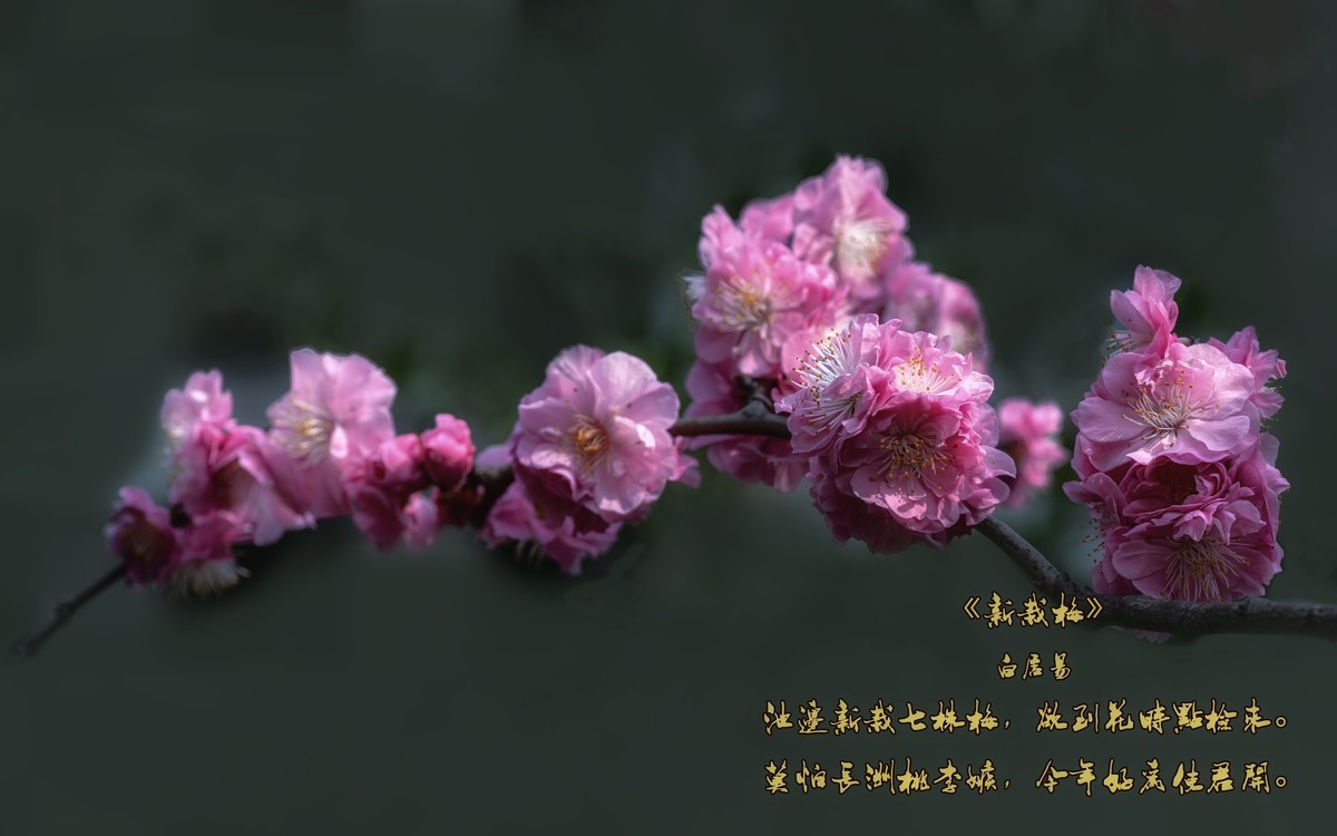 《新栽梅》 唐朝  白居易