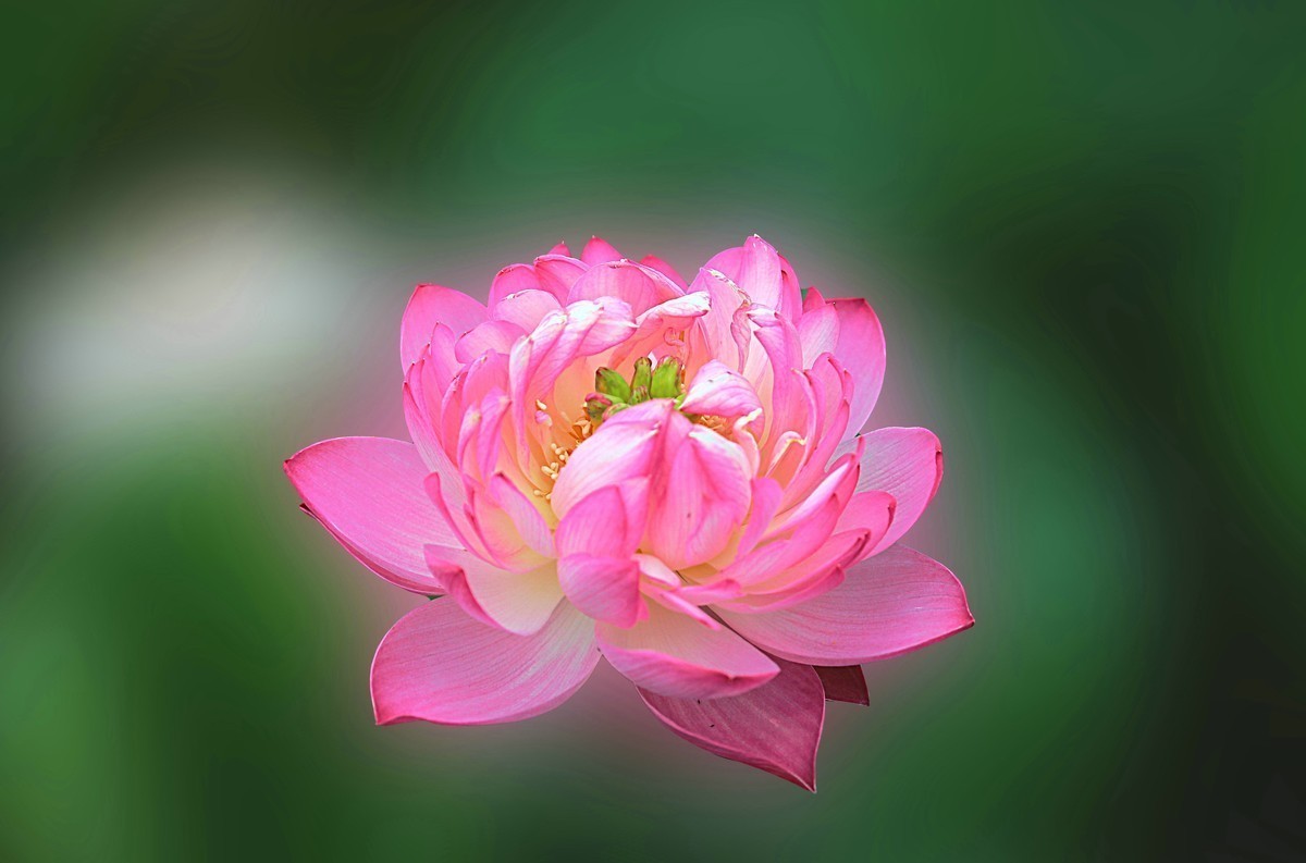 荷花（后期制作）