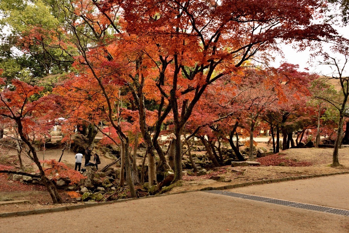 日本关西红叶狩——奈良【3】