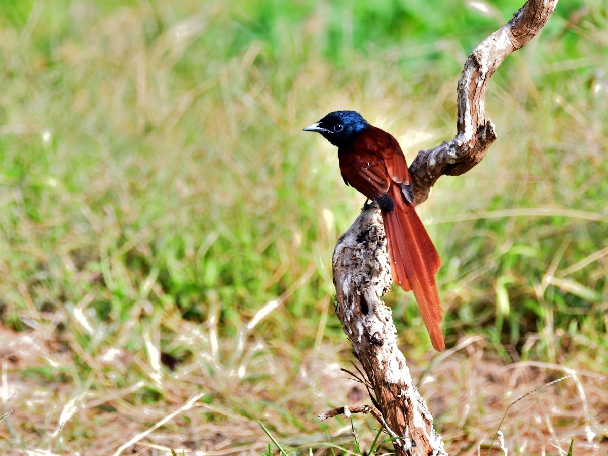 【视觉光影】潍坊拍鸟（8）