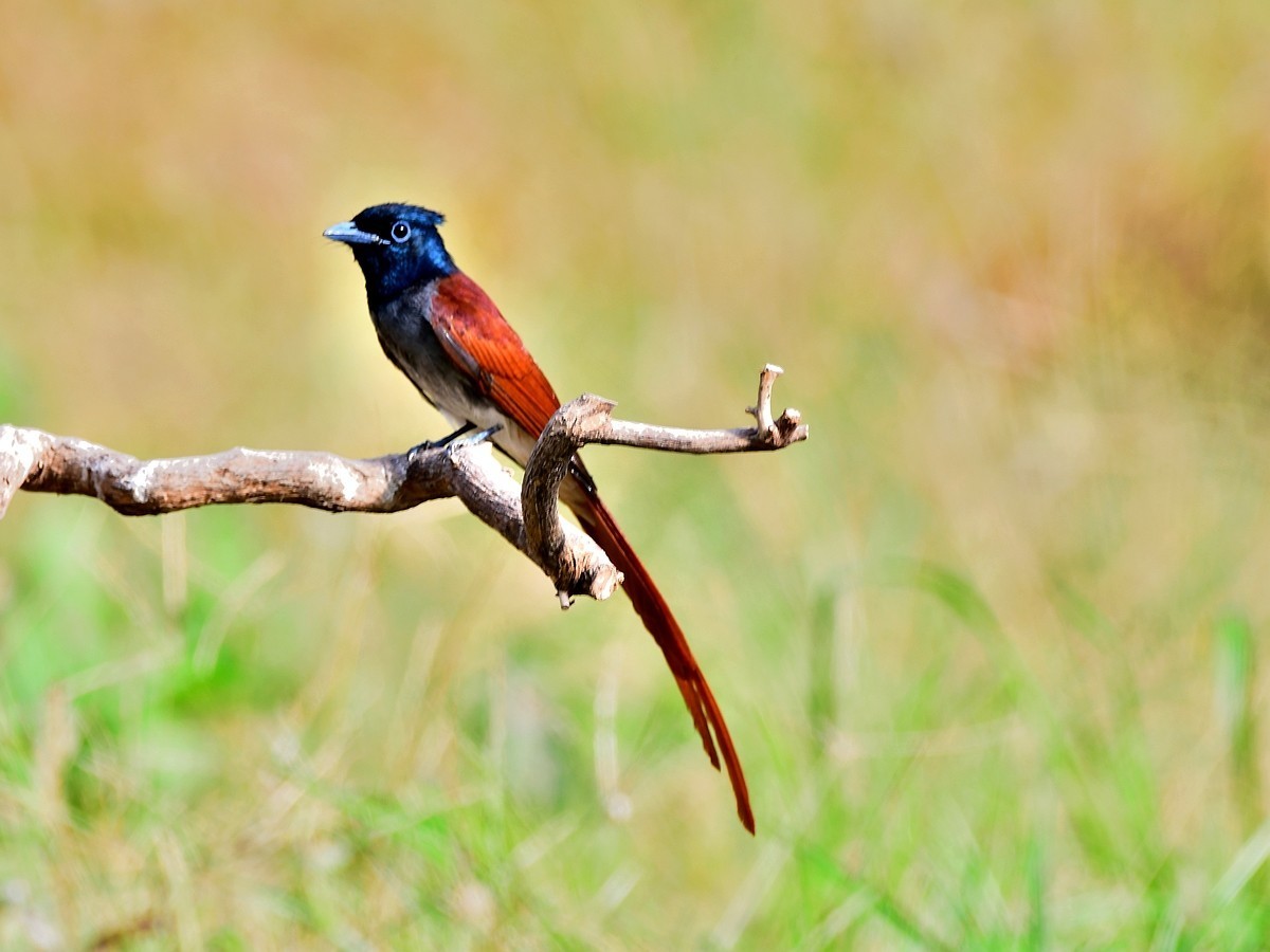 【视觉光影】潍坊拍鸟（8）