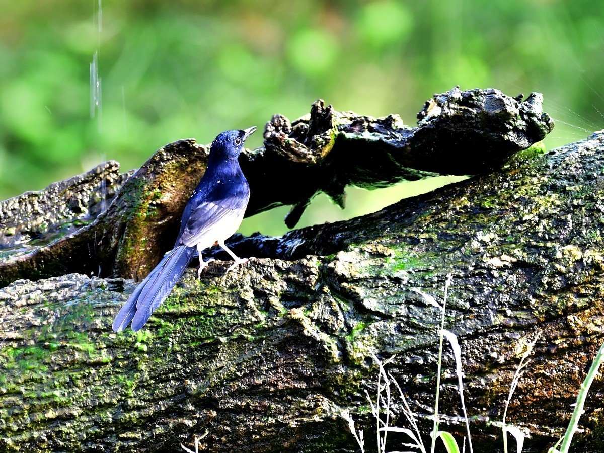 【视觉光影】潍坊拍鸟（8）