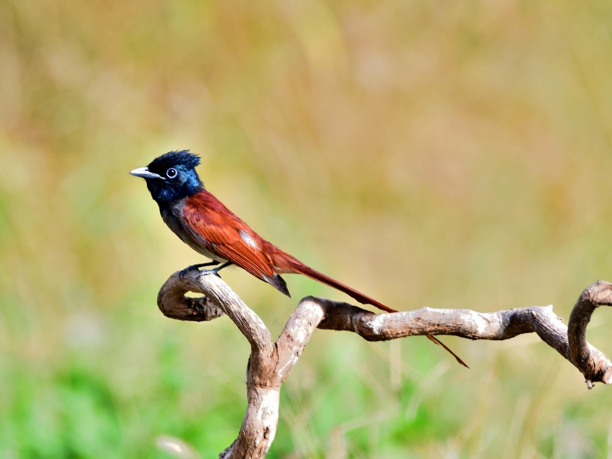 【视觉光影】潍坊拍鸟（8）