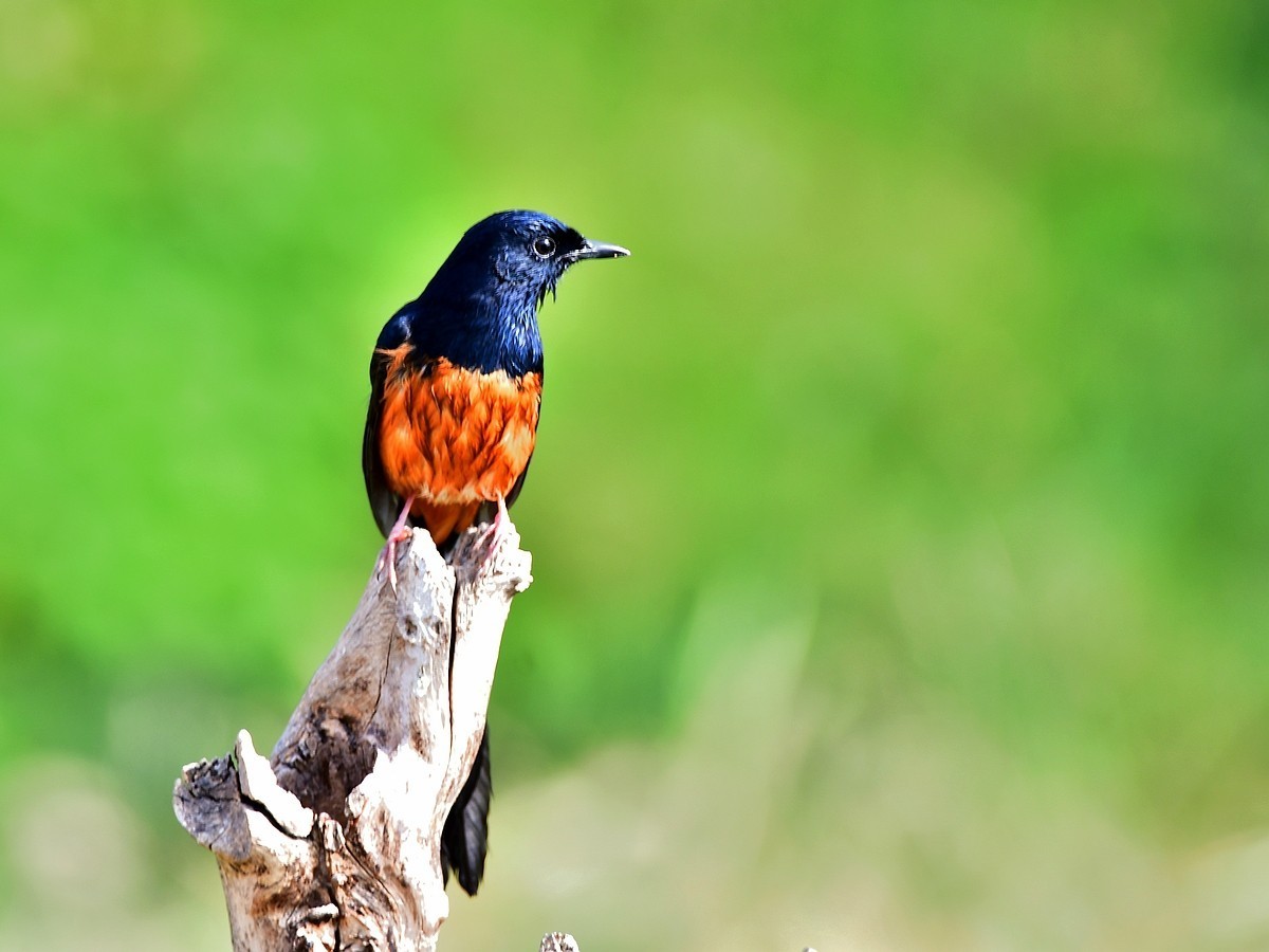 【视觉光影】潍坊拍鸟（8）