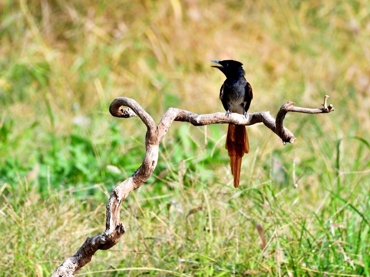 【视觉光影】潍坊拍鸟（8）