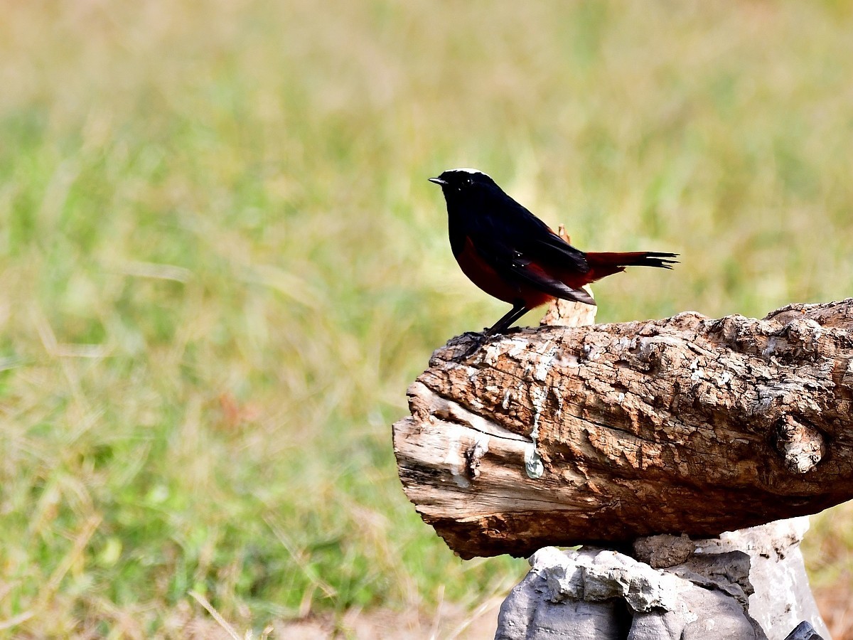 【视觉光影】潍坊拍鸟（8）